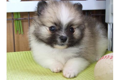 成約済の三重県のポメラニアン-13452の3枚目